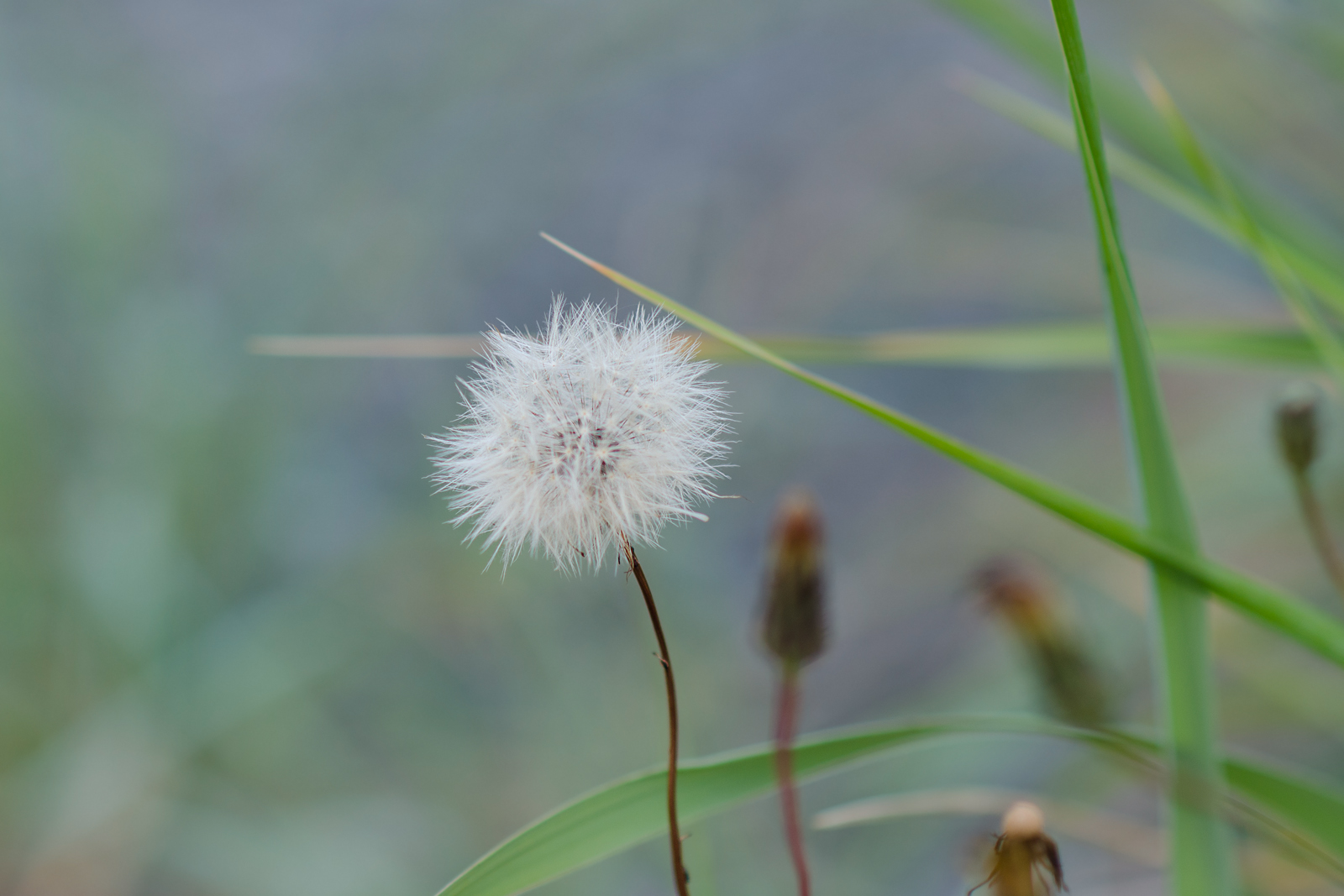 Wanderin' Weeta (With Waterfowl and Weeds) Hairy cat's ear