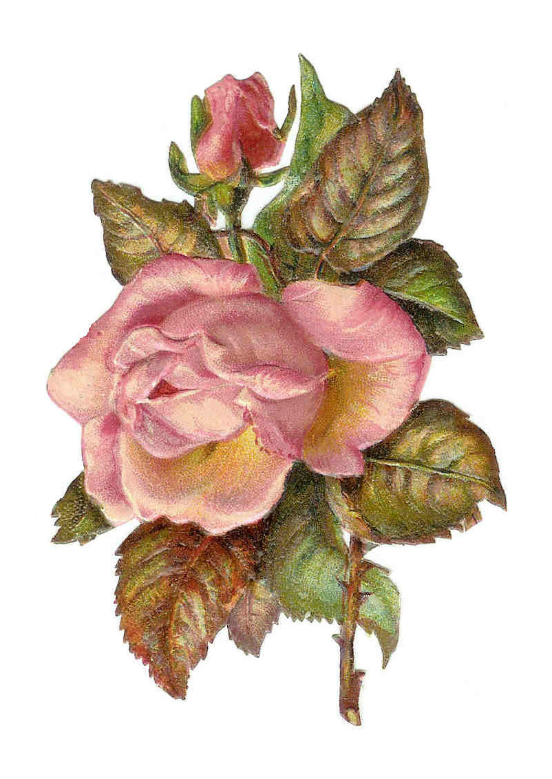 Antique Images: Free Digital Frame: Printable Frame with Pink Rose ...