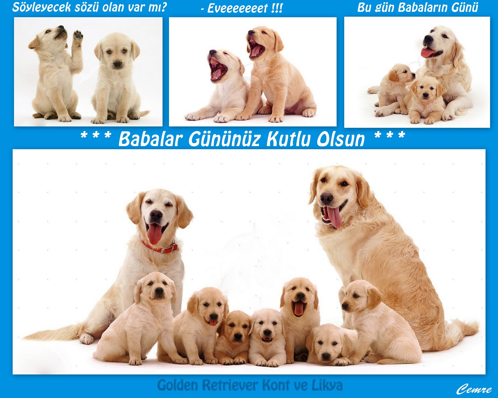 ♥ Babalar Günü ♥ Golden Retriever Kont ve Likya