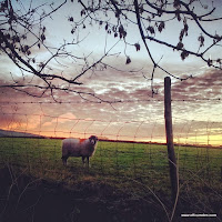 Sheep sunrise