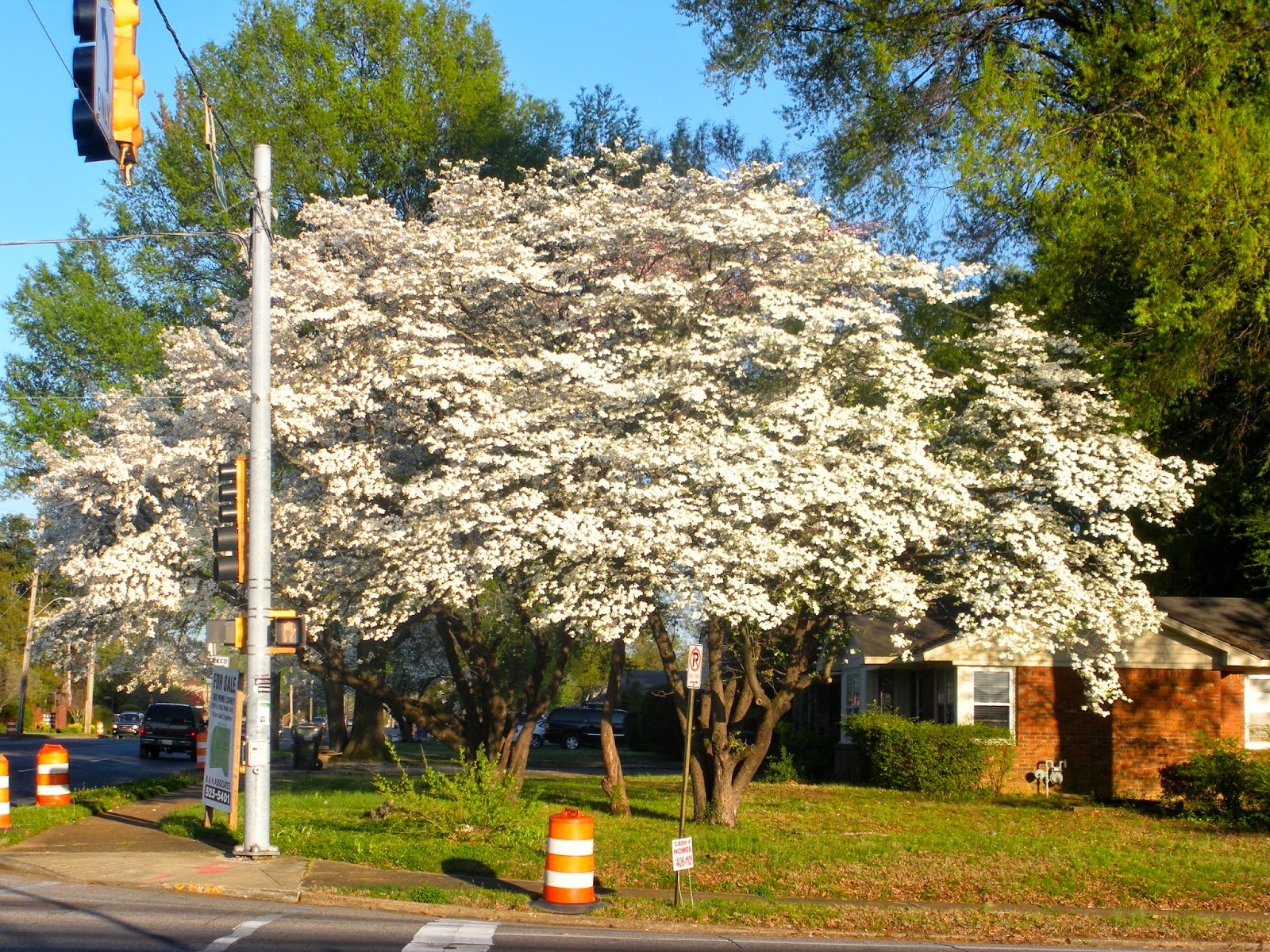 Memphis Trees April Comes to Memphis