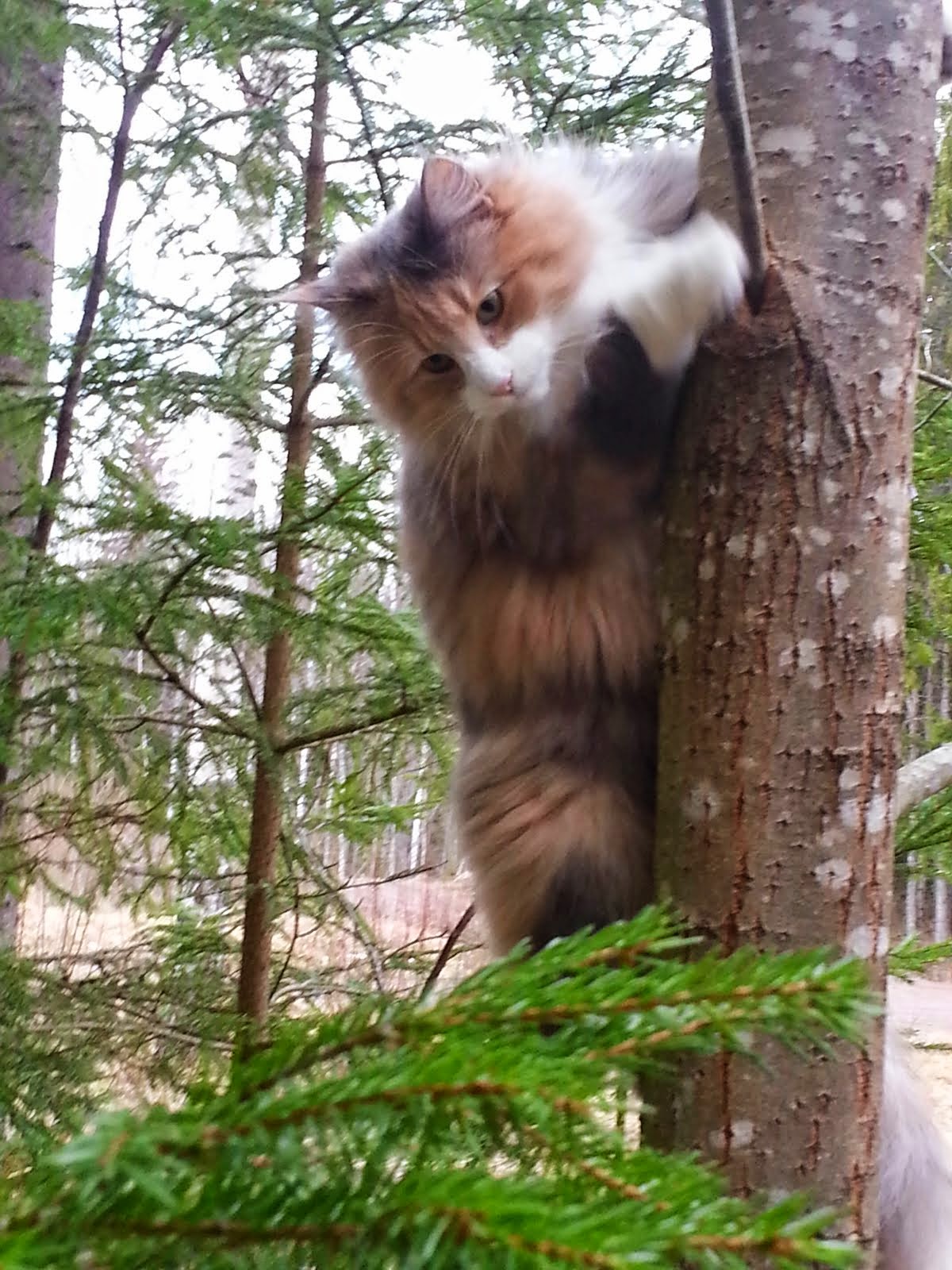 My Wonderful Forest Cat