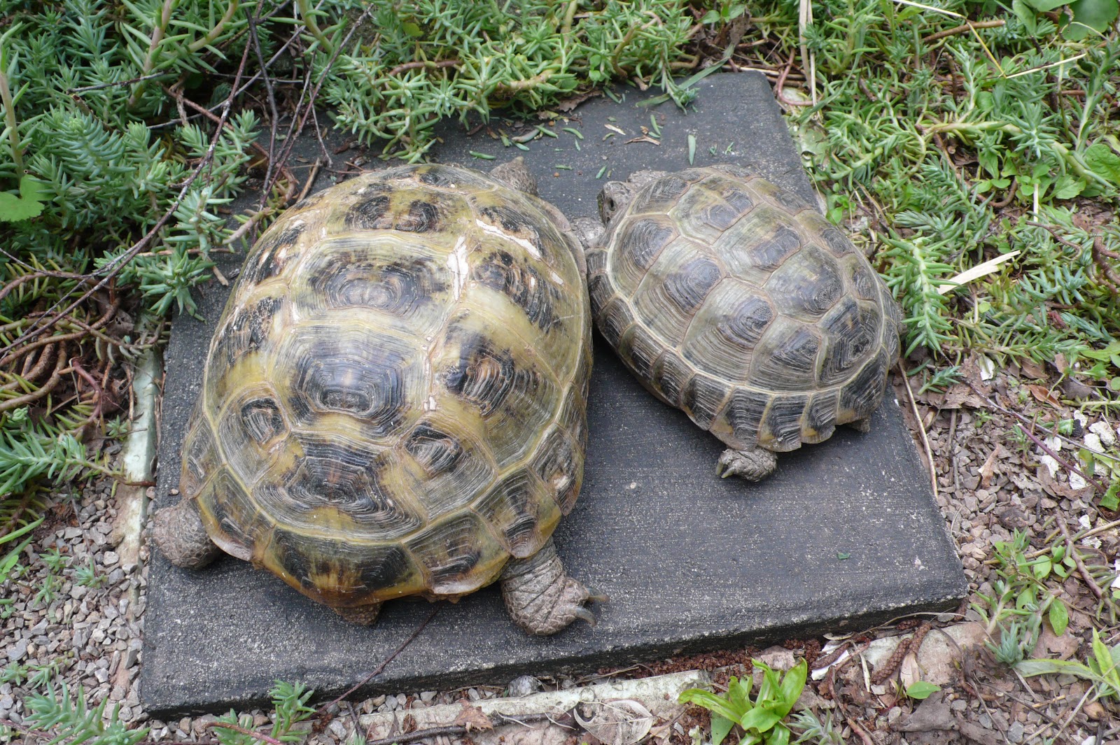ProTier Landschildkröten im Garten Freigehege, Unterschlupfhaus für