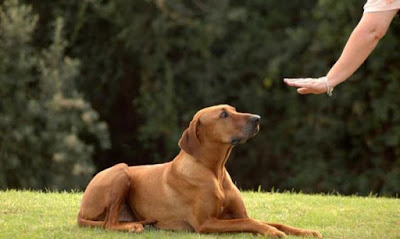 Adiestramiento Canino Básico