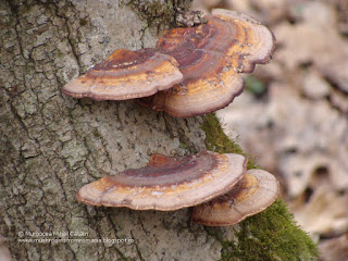 Daedaleopsis confragosa DSC100172