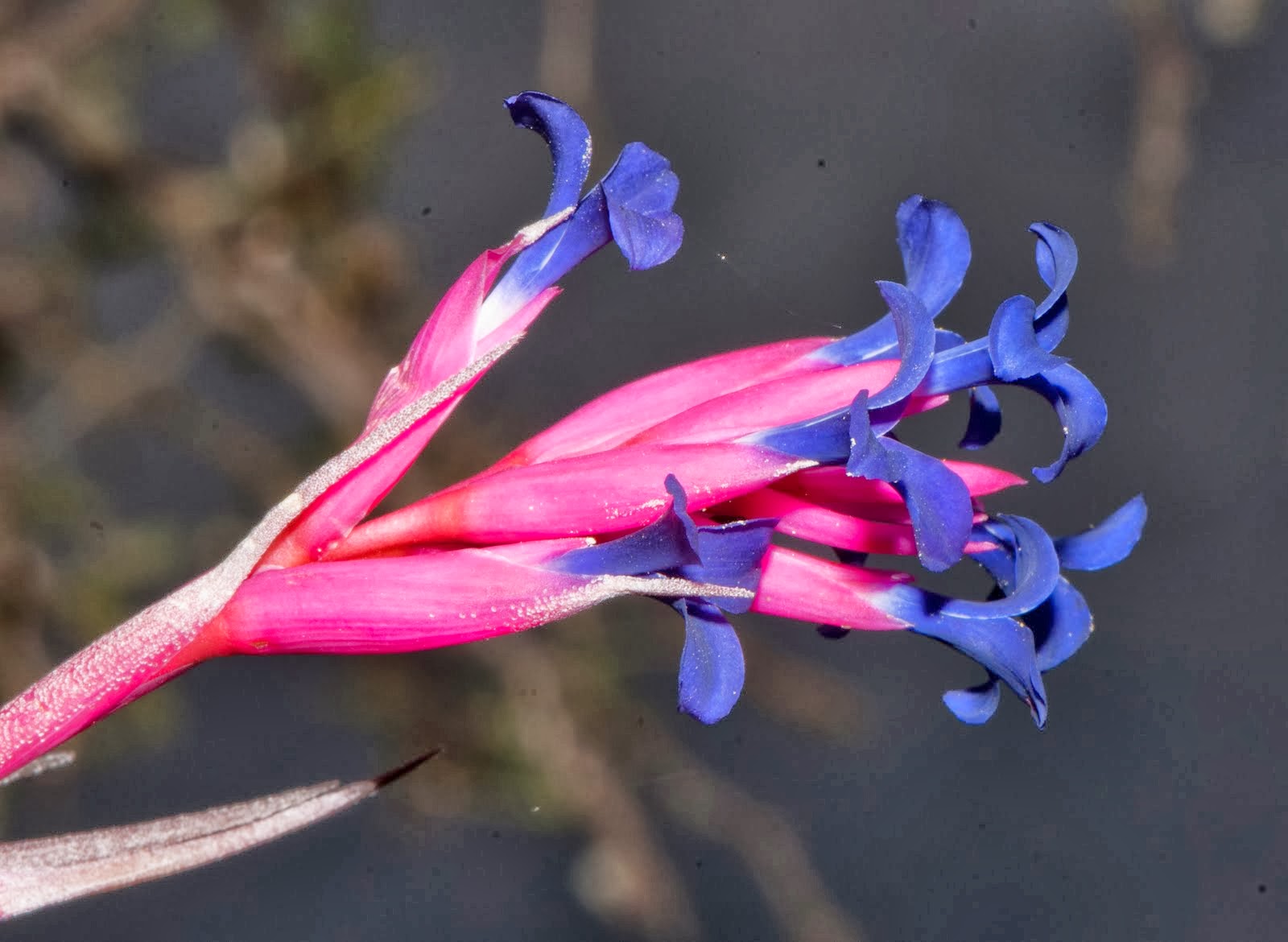 Piruja (Este blog es el antiguo, por favor ir al nuevo, el de abajo