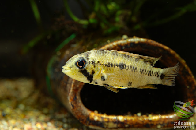 Apistogramma. cf. alacrina (Guayas)