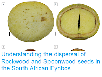 https://sciencythoughts.blogspot.com/2017/12/understanding-dispersal-of-rockwood-and.html