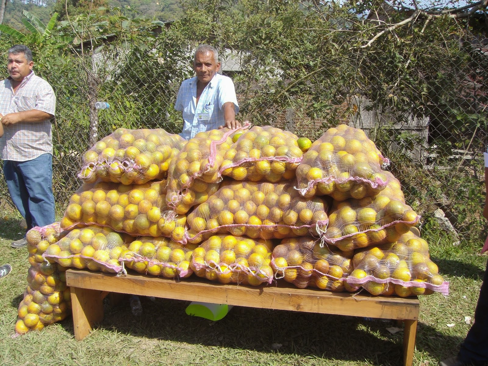 Naranjas de la Soledad