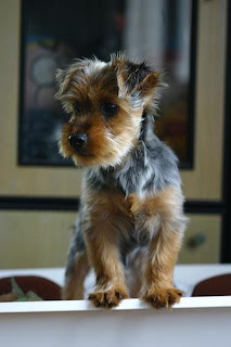 Silky Terrier Puppy Pictures