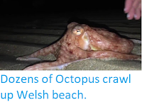 https://sciencythoughts.blogspot.com/2017/10/dozens-of-octopus-crawl-up-welsh-beach.html
