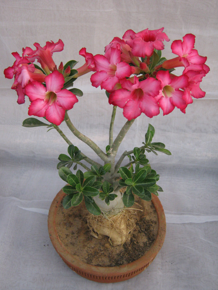Wholesale Bonsai Plants | Bonsai Adenium Plant Wholesale Bonsai Plants | Bonsai Adenium Plant