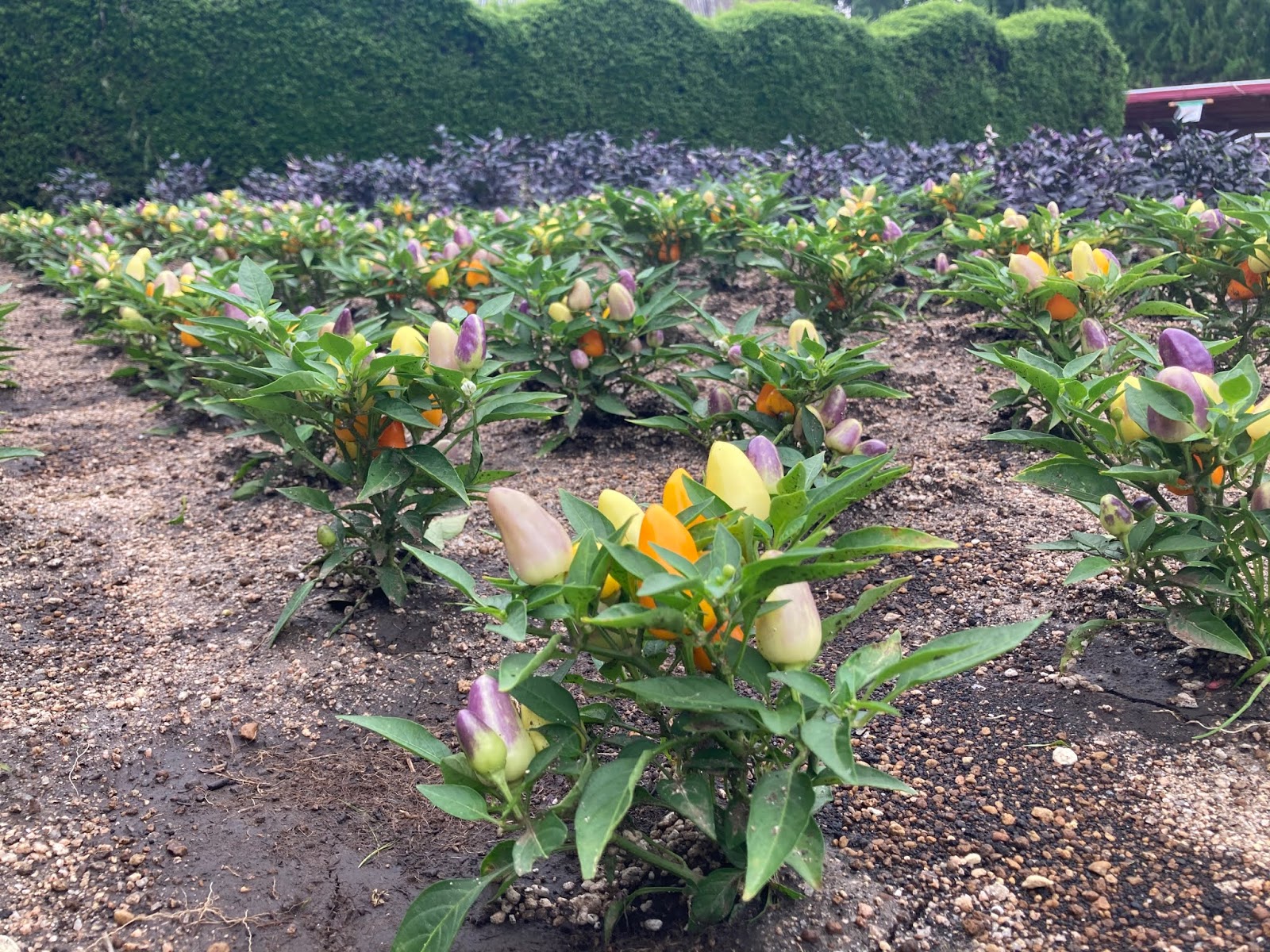 広島市植物公園ブログ 今日の植物公園 観賞用トウガラシ