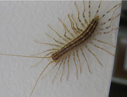 centipede ohio centipedes lowly california essay brief mccormac jim biodiversity birds