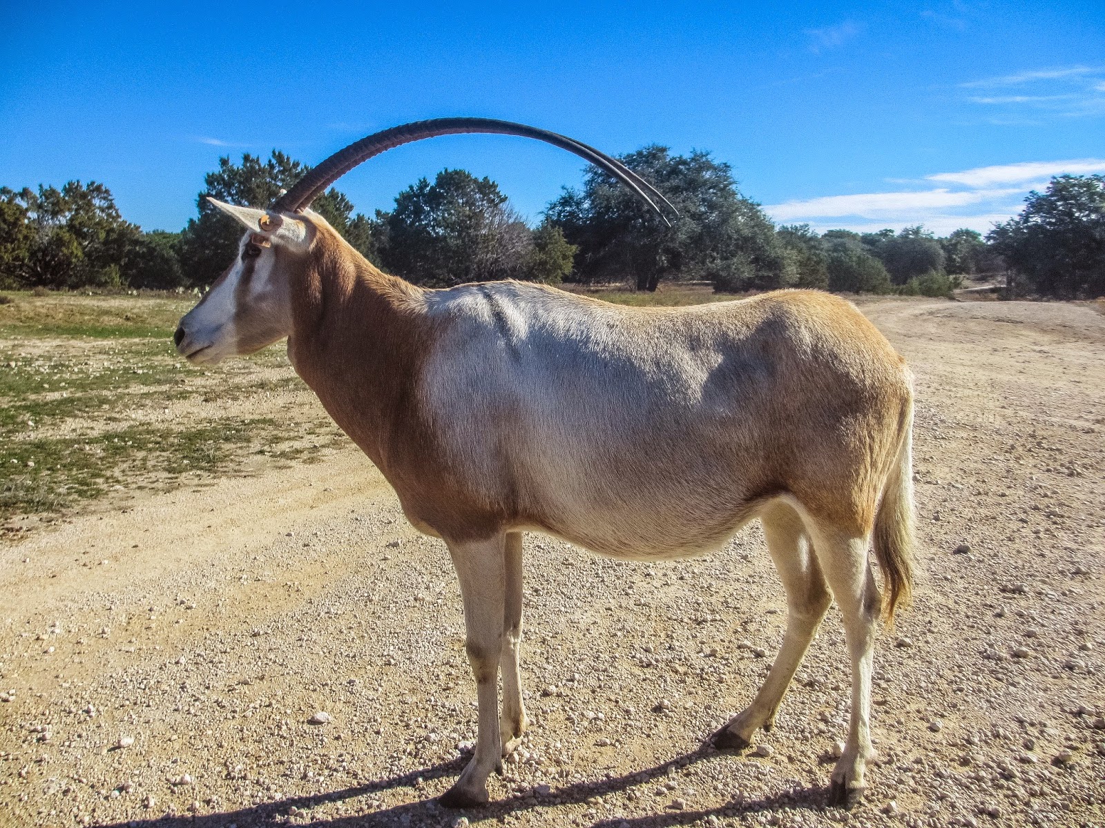 Cannundrums ScimitarHorned Oryx