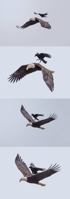 eagle images