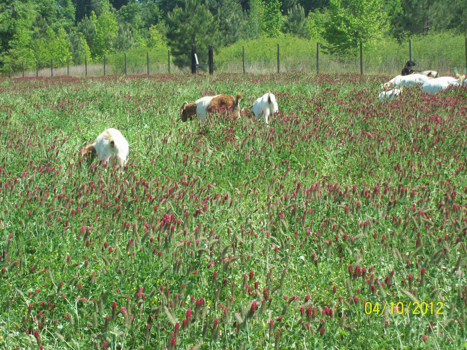 Livestock Communication Winter Forage Program Works Well in Alabama