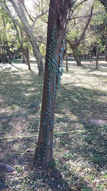 Creeping Ivy Invades a Tree in Yambol City Park Creeping Ivy, Tree, Yambol City Park, Yambol,
