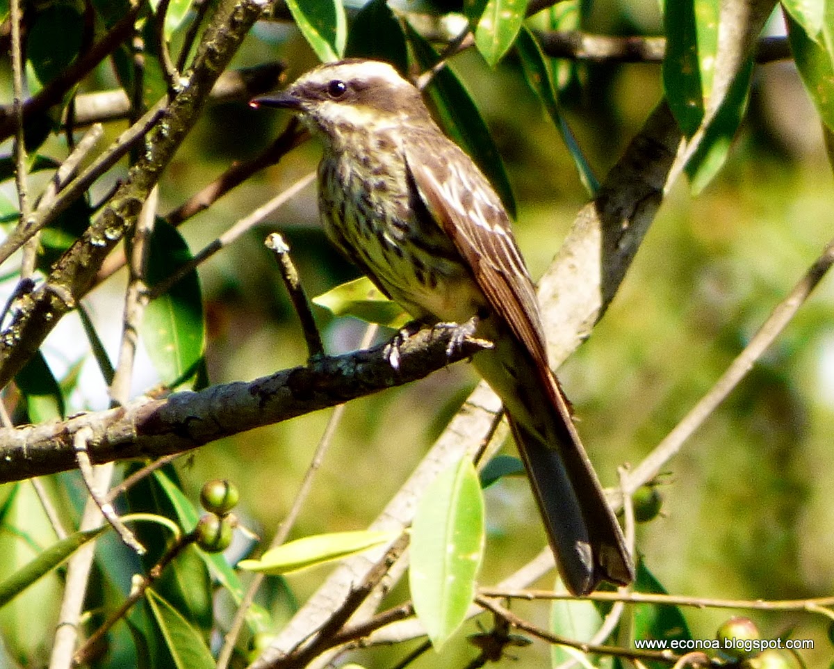 Aves del NOA y algo mas..: Tuquito rayado