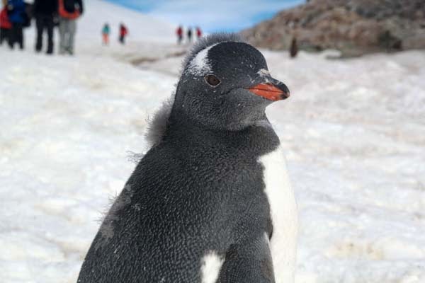 They are native to Antarctica and the surrounding areas. - He Was Taking Photos Of A Glacier In Antarctica When Suddenly, Out Of Nowhere… WHOA! They are native to Antarctica and the surrounding areas. - He Was Taking Photos Of A Glacier In Antarctica When Suddenly, Out Of Nowhere… WHOA!