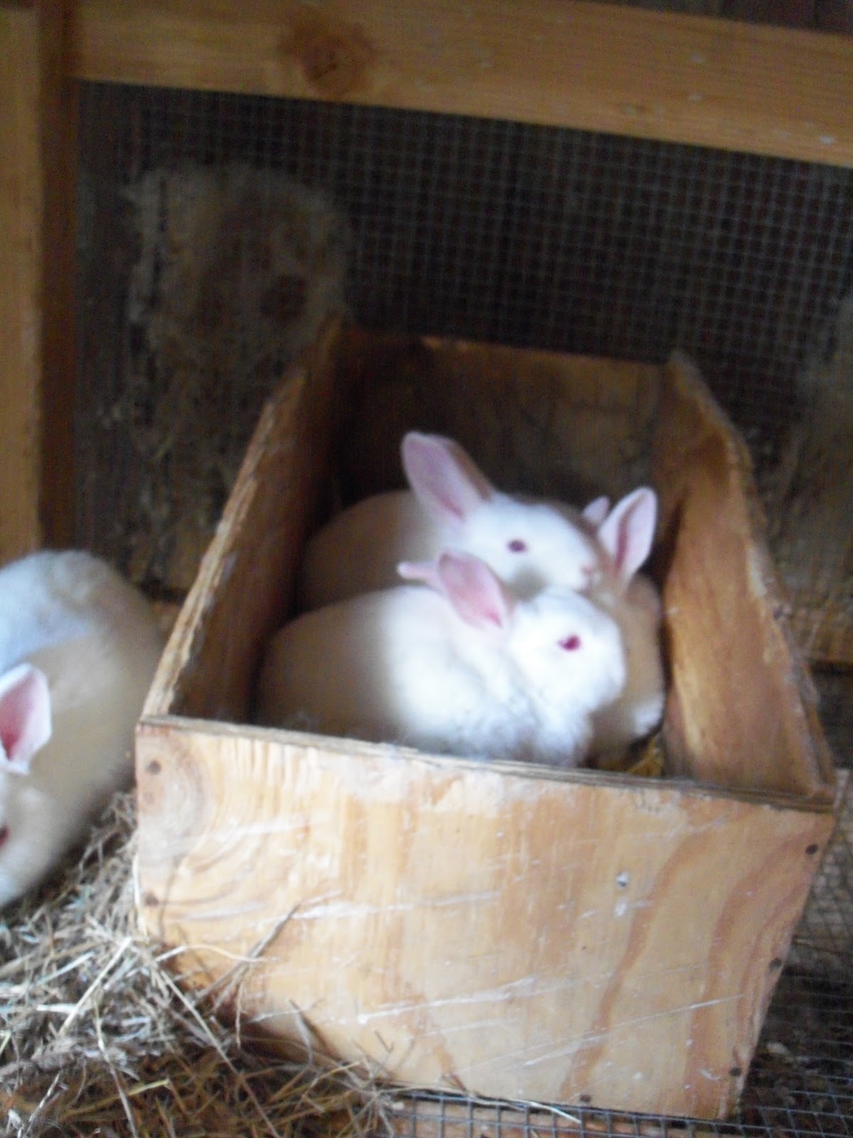 Clear Creek Rabbit Barn Some of our rabbits and their babies!