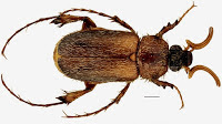 http://sciencythoughts.blogspot.co.uk/2014/09/a-new-species-of-scarab-beetle-from.html