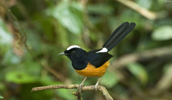 harga burung murai batu nias