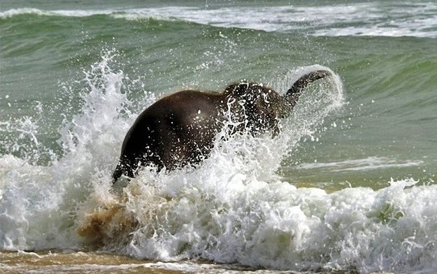 elephant on beach, baby elephant playing, cute baby elephant, baby elephant playing at beach, cute baby elephant pictures