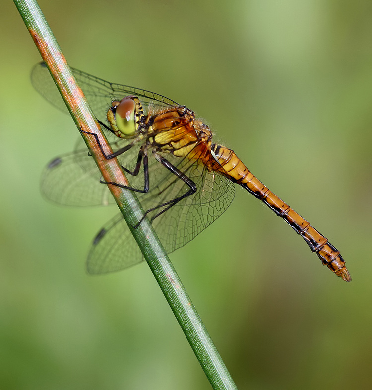 Kent Dragonflies: Midweek Dragonfly Round up