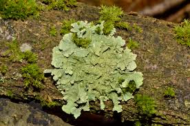 mutualism population regulation lichens example figure