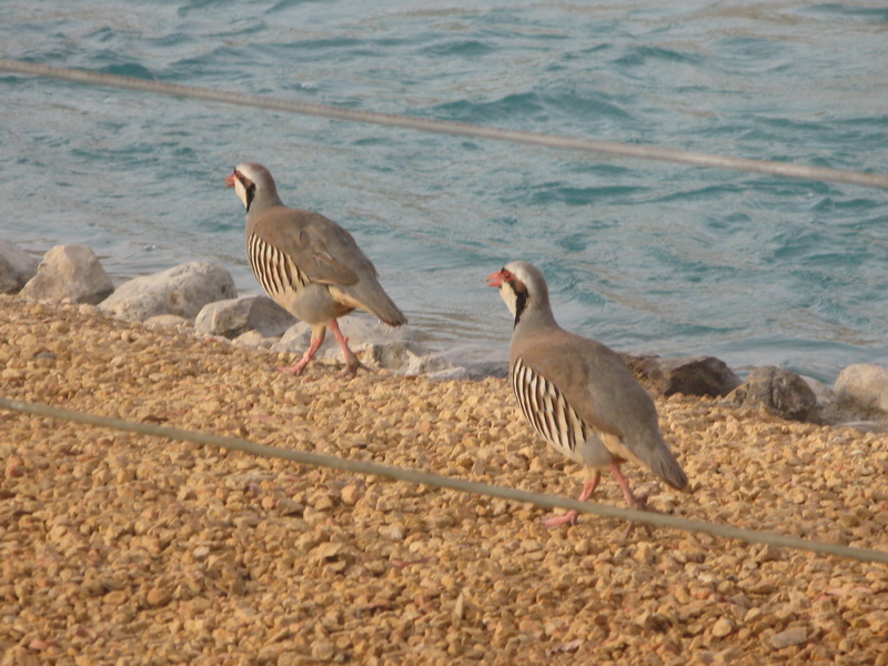 sarisaringketektyur: Birds of UAE