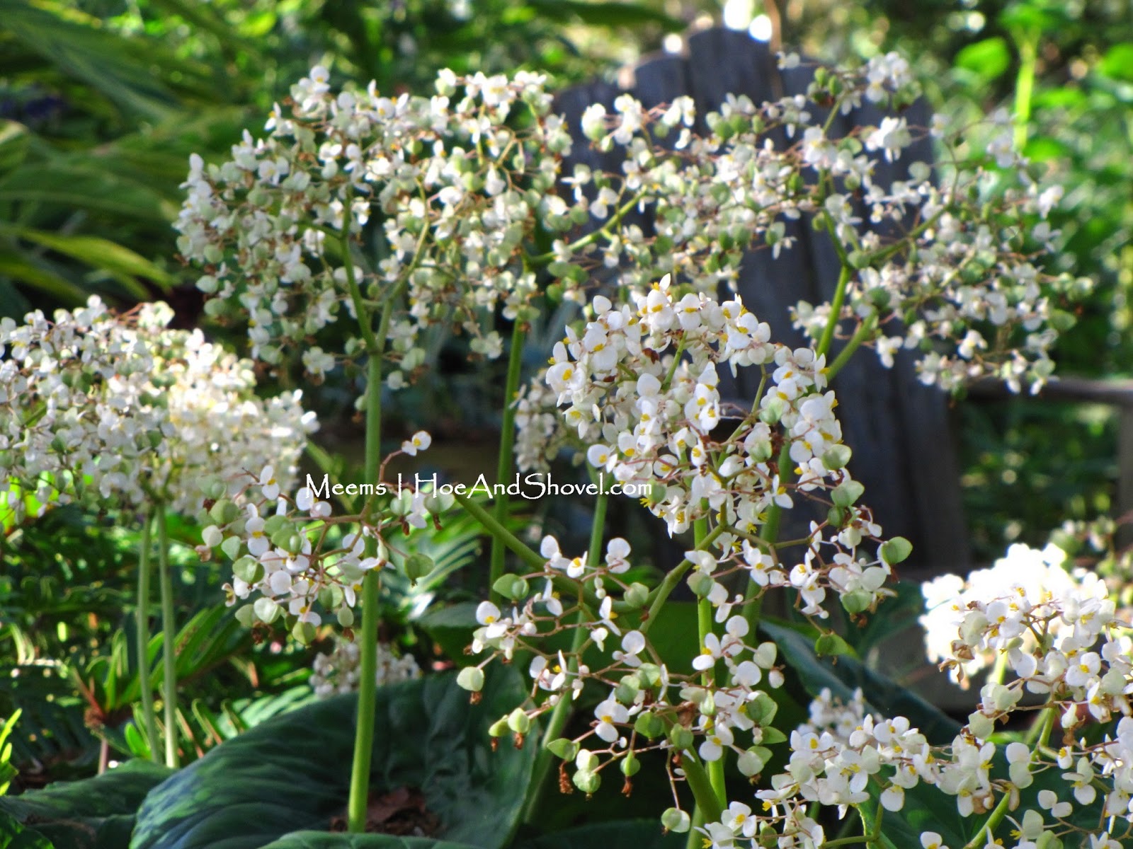 These Sweet Smelling Winter Shrubs Chase Away The January Blues