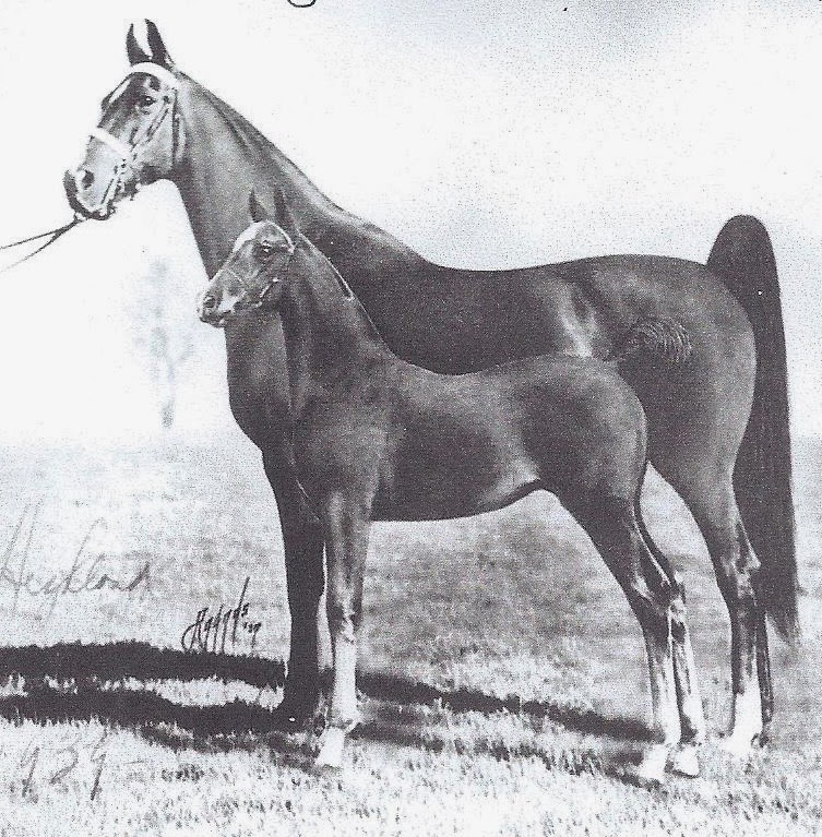 Рассмотрите фотографию черной лошади породы кабардинская. Кабардинская порода лошадей. Арабо карачаевская порода лошадей. Абазинская порода лошадей.
