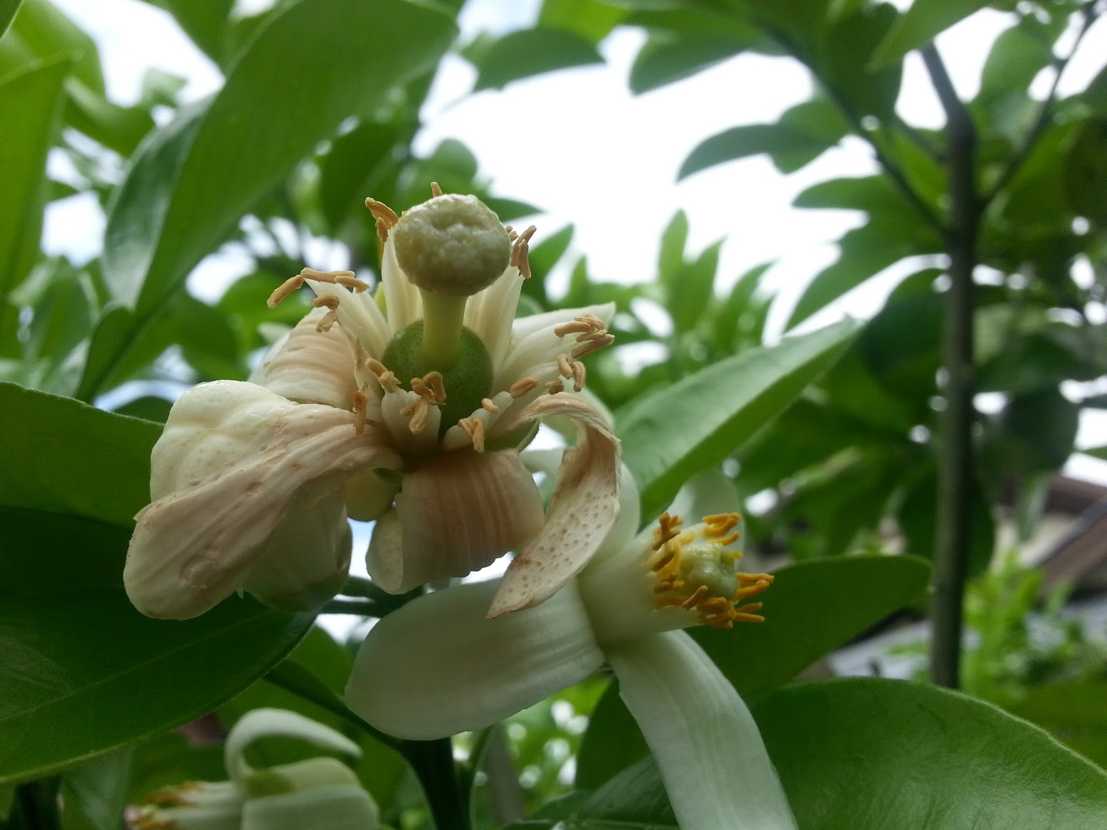 Pomelo flowers