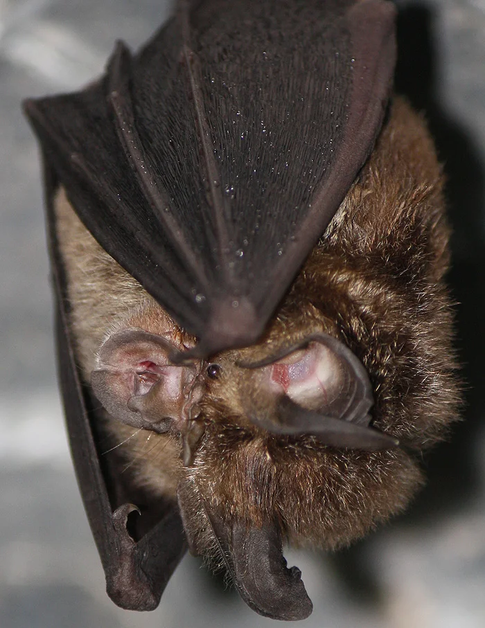 Horseshoe bat - close up