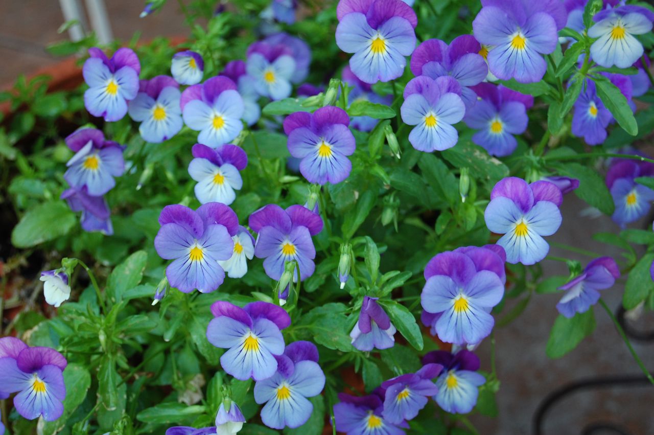 Jeannie's Fairy Rose Louisiana Garden Trailing Pansy