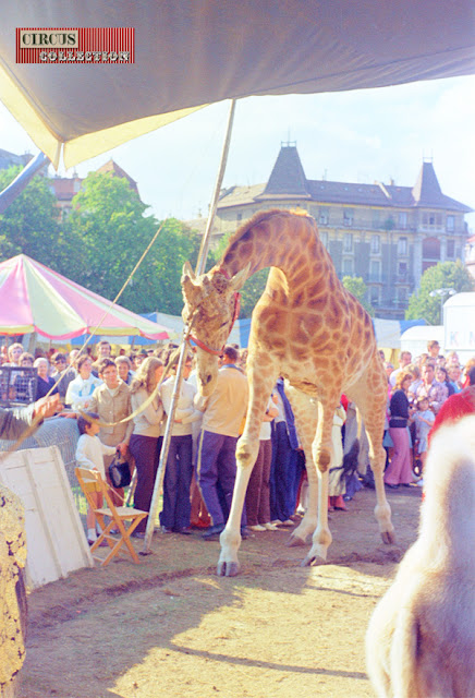 Kimali la girafe du cirque
