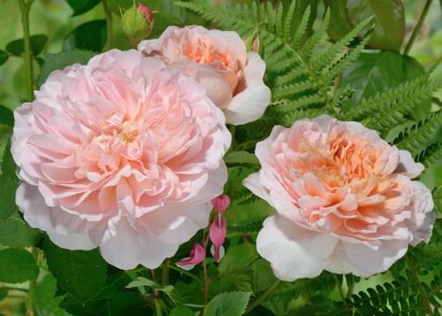 Tea Clipper rose сорт розы фото  