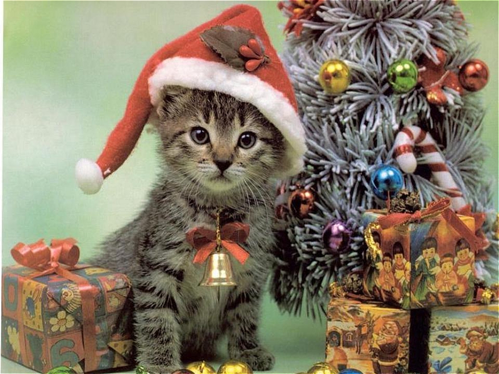 http://2.bp.blogspot.com/-UyJyAJgy-eY/TvSOFHCYokI/AAAAAAAAMVY/OikqjrbMylQ/s1600/christmas+cat+wallpaper+%2528118%2529.JPG