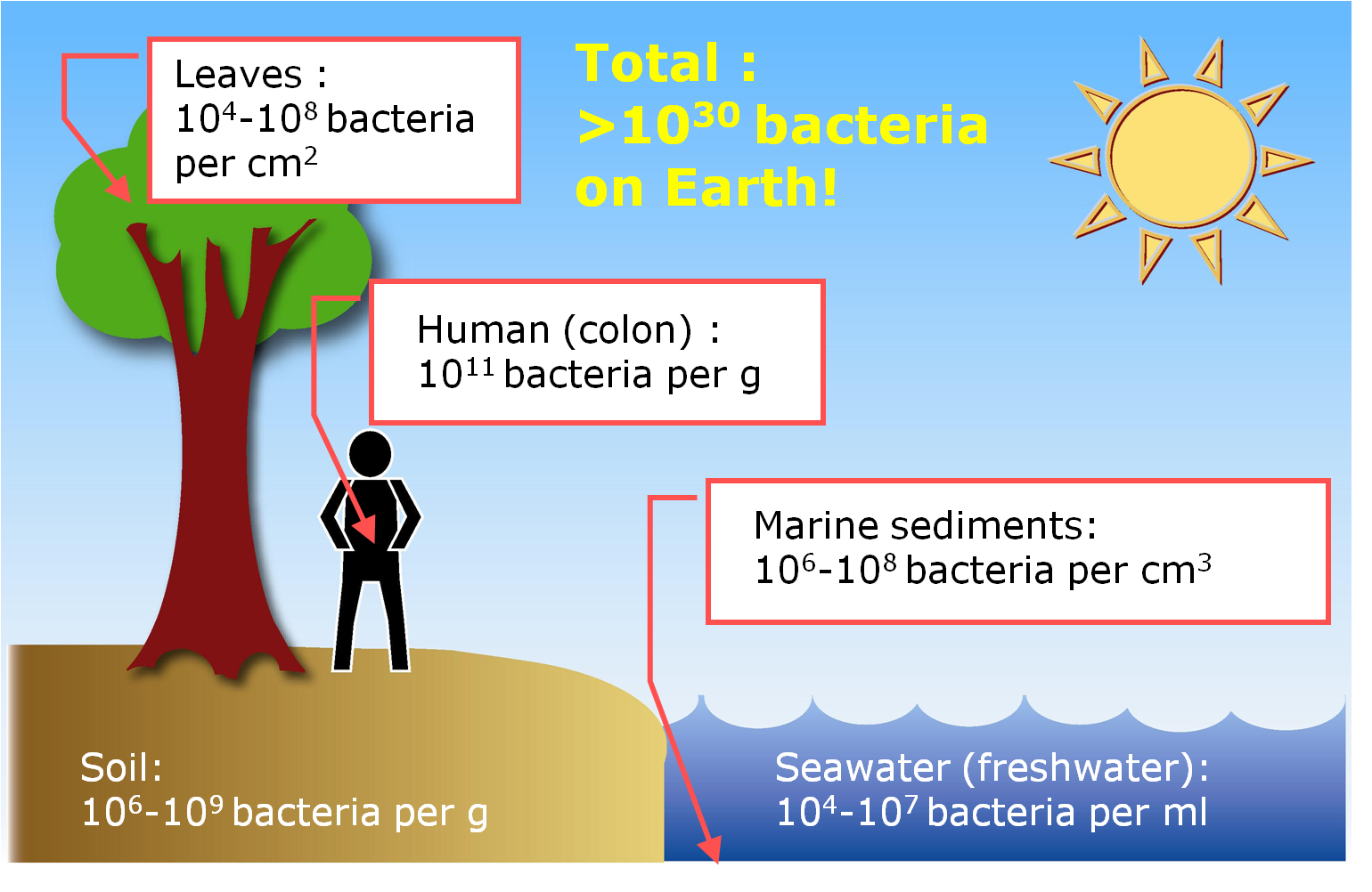 What is microbiology image