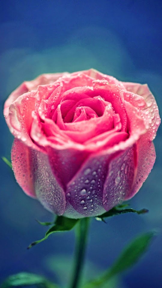 Pink Rose Dew Close Up  Android Best Wallpaper