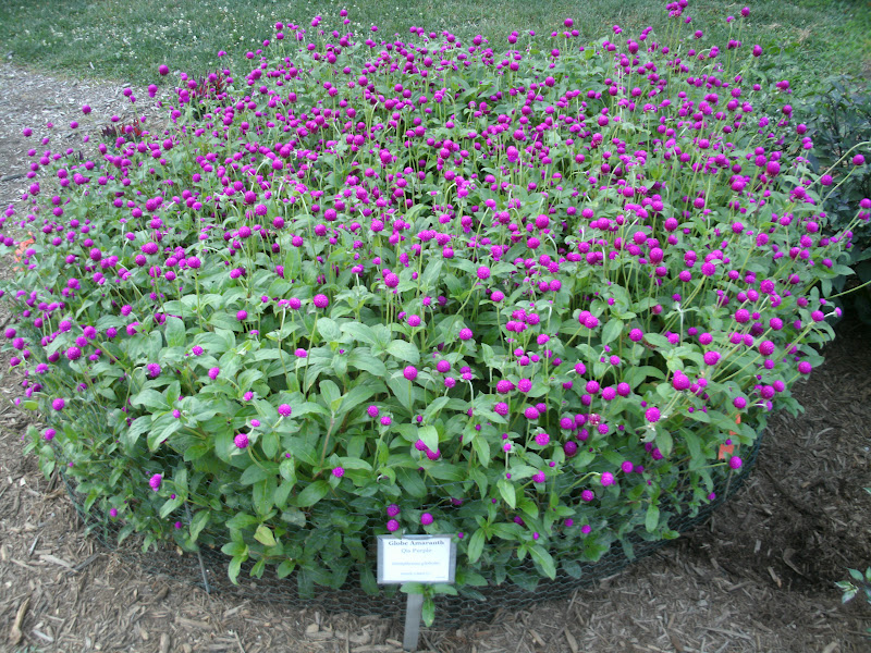Horticulture Gardens Today: Globe amaranth