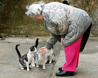 Three stray cats being fed by an elderly woman