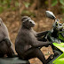 The Top 10 Photos Of The Comedy Wildlife Photography Awards 2017