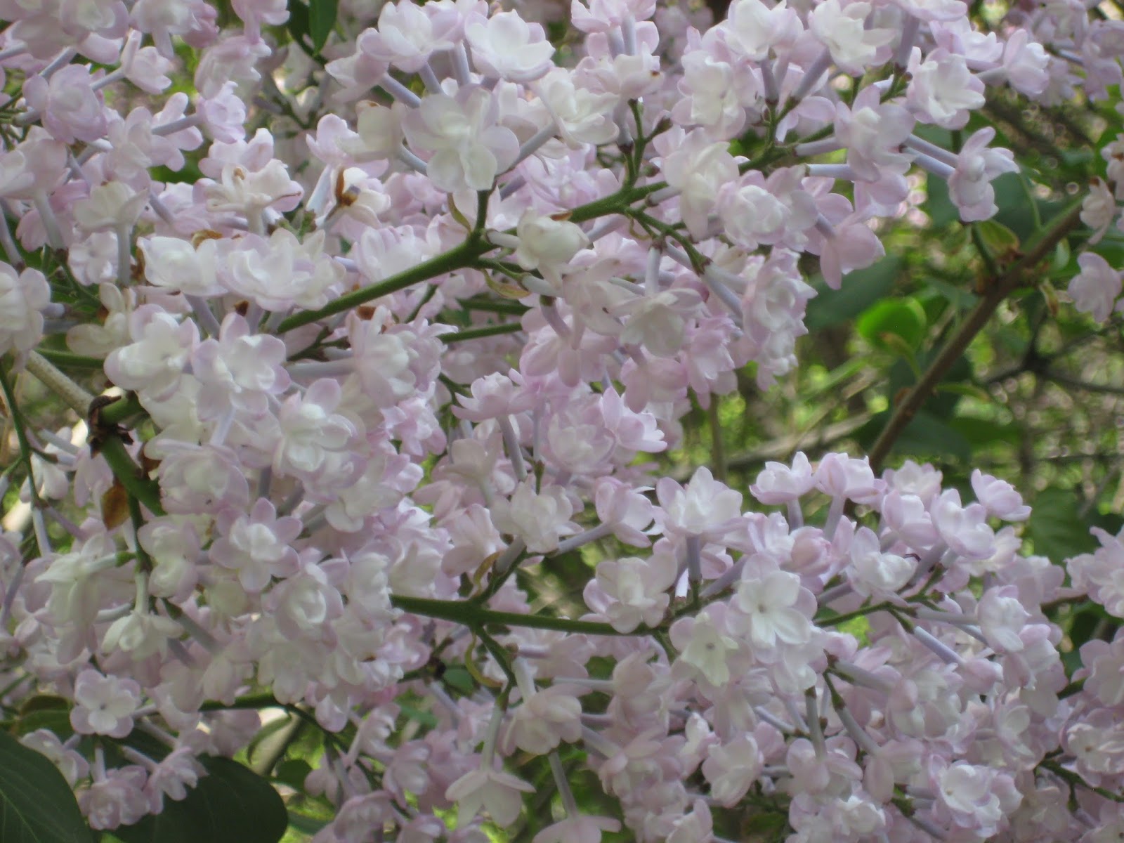 rogue quilter If my calculations are correct&hellip;