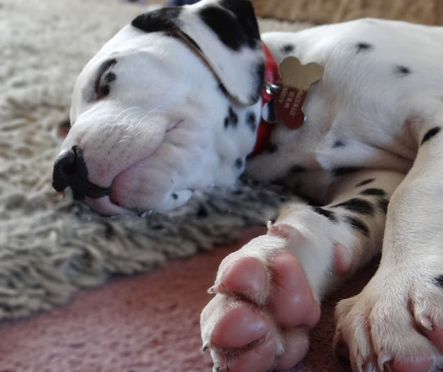 Dalmatian Puppy