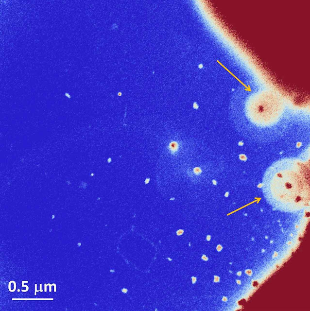 Os pontos mais pequenos são partículas de tamanho nanométrico que cercam uma fibra do Santo Sudário