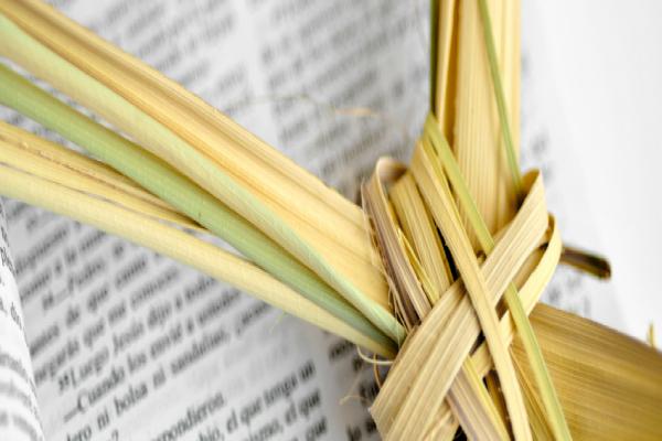 Palm Sunday pictures 2016 (4)