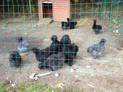 black silkie chicks