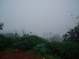 Photo of The Goan Diaries 13/30 by Tanvi Diwane